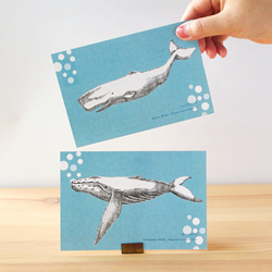 クジラ（鯨） ポストカード のおすすめ人気通販｜Creema(クリーマ