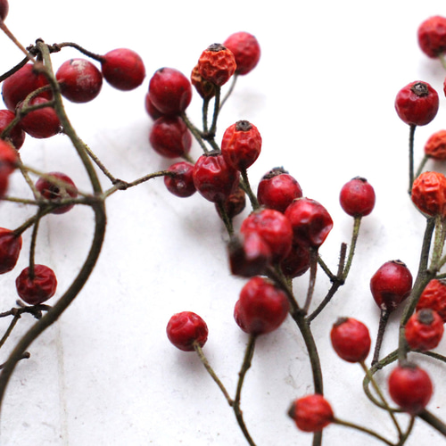 新入荷！野ばらの実 2024年収穫 その他素材 juneberry 通販