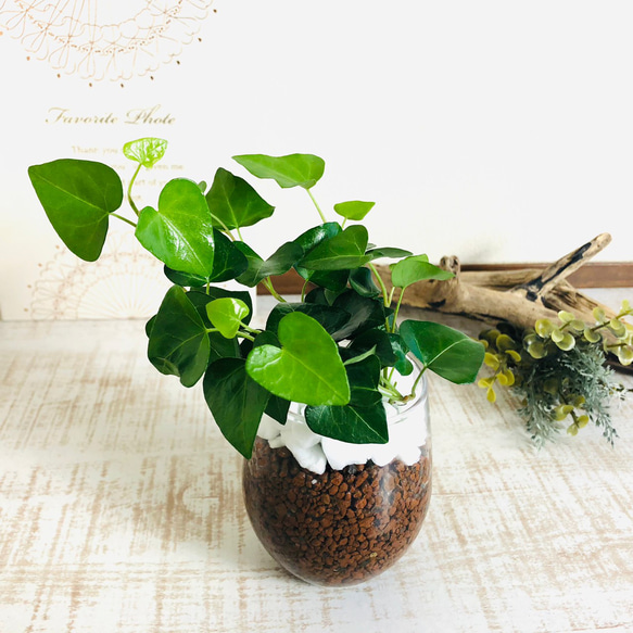 葉っぱがハート『ハートアイビー』 ハイドロカルチャー ラウンドクラス