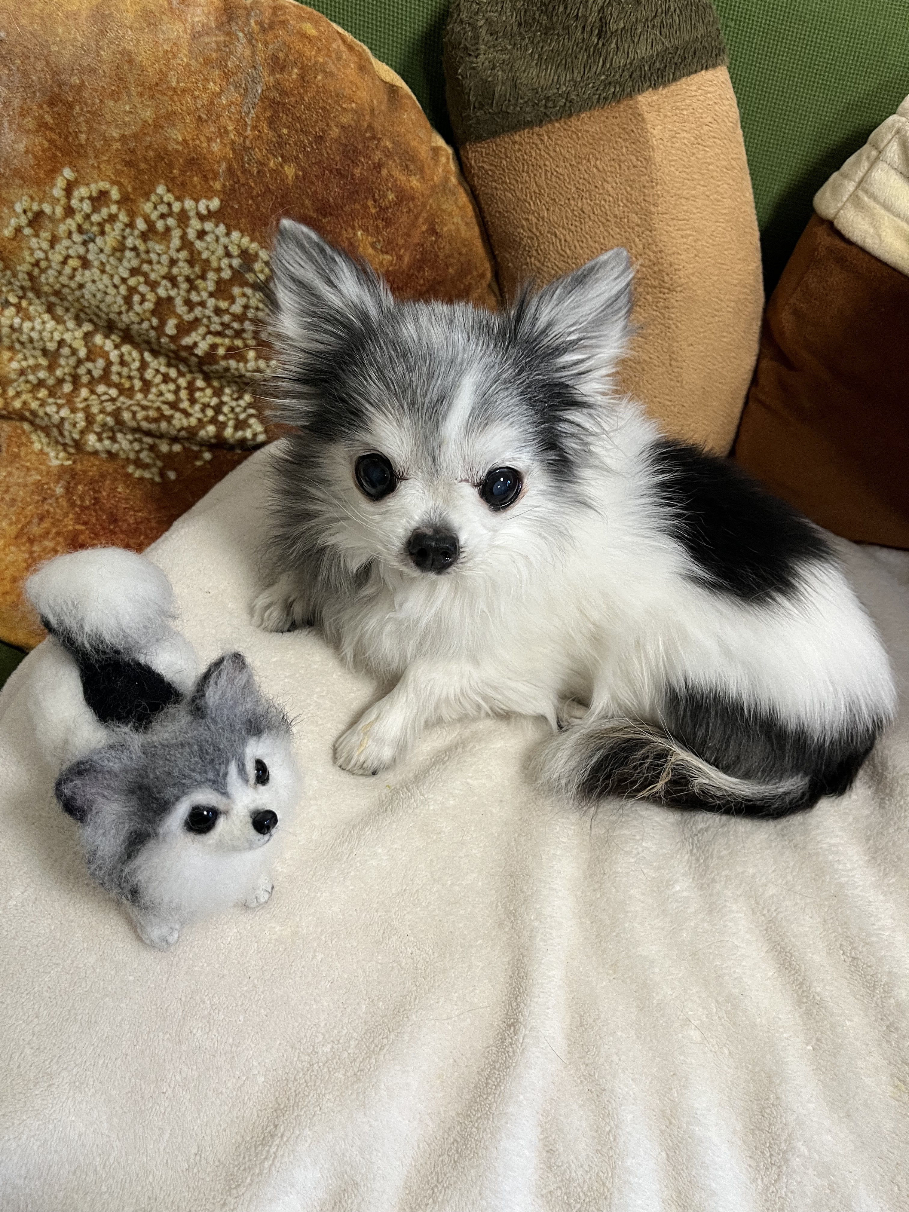 羊毛フェルト:愛犬ちゃんそっくり人形(Sサイズ)オーダー受付 羊毛
