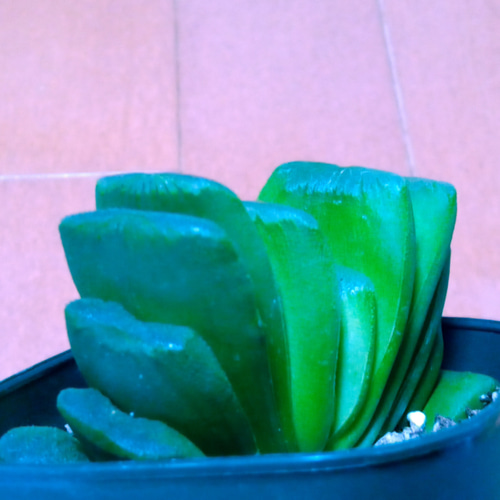 ハオルチア 白斑入りグリーン玉扇錦ホワイトクリスマス抜き苗発送