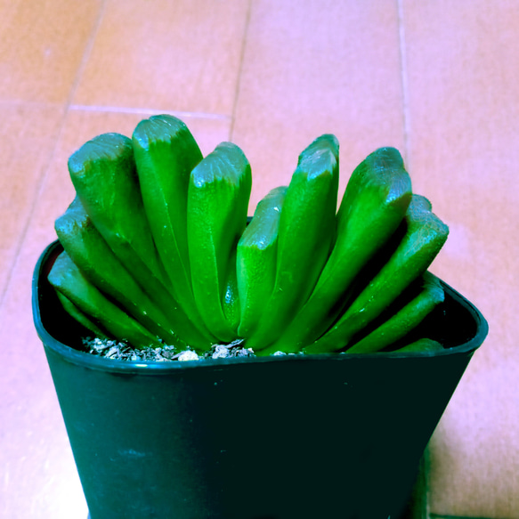 ハオルチア 白斑入りグリーン玉扇錦ホワイトクリスマス抜き苗