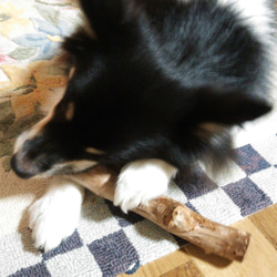 AM.けやき梨の木新品.犬用おもちゃ、小型犬向け歯固めかじり木 12枚目の画像