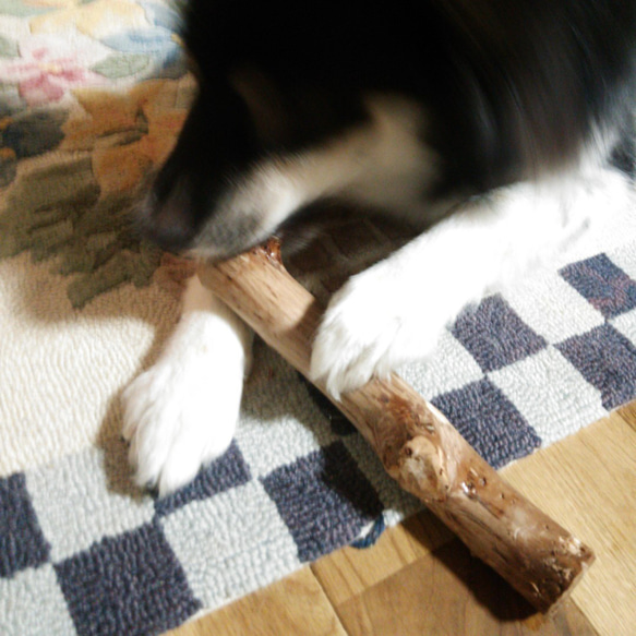 JJ.けやき梨の木新品.犬用おもちゃ、超型犬向け歯固めかじり木 10枚目の画像