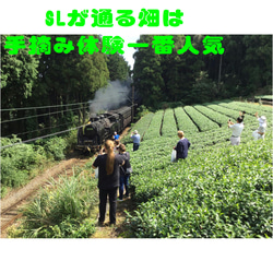 数量限定！【新茶100％】初摘み特上深蒸し緑茶　茶園NO,1 「純怜 (すみれ)」100g【全国送料185円】 9枚目の画像