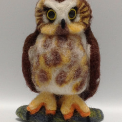 貓頭鷹、棕櫚鬼鴞、擺飾-羊毛氈-Northern Saw-whet Owl 第1張的照片