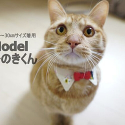 縁起のいい招き猫柄＊えり付猫ちゃん首輪 6枚目の画像