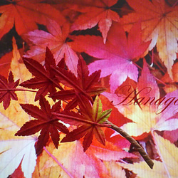 「秋」リアル！イロハモミジのコサージュ 3枚目の画像