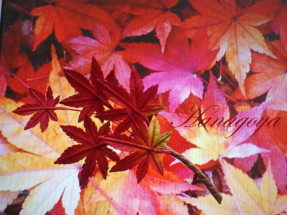 「秋」リアル！イロハモミジのコサージュ 3枚目の画像