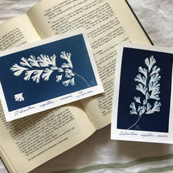 植物剪影。藍曬明信片（三張一組） Botanic Cyanotype Postcards (3 in 1 set) 第12張的照片