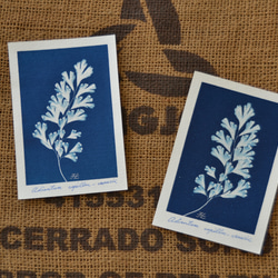 植物剪影。藍曬明信片（三張一組） Botanic Cyanotype Postcards (3 in 1 set) 第9張的照片