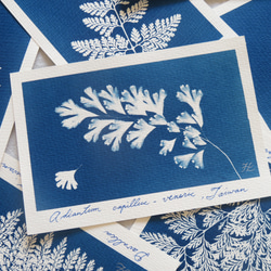 植物剪影。藍曬明信片（三張一組） Botanic Cyanotype Postcards (3 in 1 set) 第11張的照片