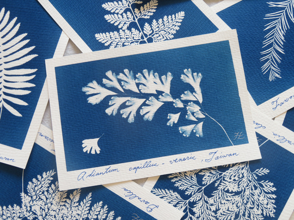 植物剪影。藍曬明信片（三張一組） Botanic Cyanotype Postcards (3 in 1 set) 第11張的照片