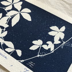 植物剪影。藍曬明信片（三張一組） Botanic Cyanotype Postcards (3 in 1 set) 第14張的照片