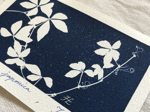 植物剪影。藍曬明信片（三張一組） Botanic Cyanotype Postcards (3 in 1 set) 第14張的照片