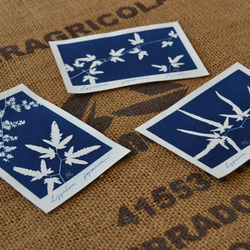 植物剪影。藍曬明信片（三張一組） Botanic Cyanotype Postcards (3 in 1 set) 第10張的照片