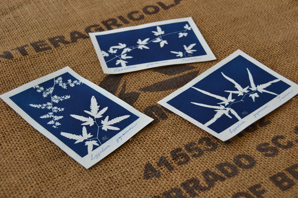 植物剪影。藍曬明信片（三張一組） Botanic Cyanotype Postcards (3 in 1 set) 第10張的照片