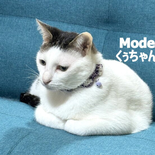招き猫が踊る唐草模様＊猫ちゃん首輪 リード・首輪 Atelier LEON 通販
