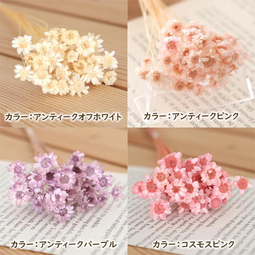 小分け】 スターフラワー ブロッサム 40本 ドライフラワー 小分け】 スターフラワー ブロッサム 40本 ドライフラワー