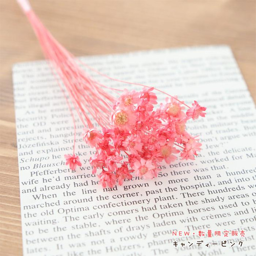 小分け】 スターフラワー ブロッサム 40本 ドライフラワー