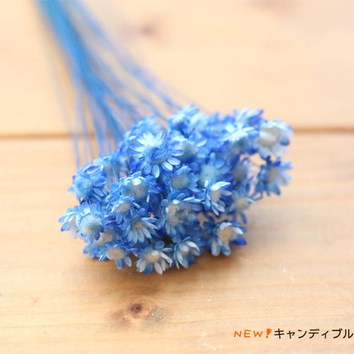 小分け】 スターフラワー ブロッサム 40本 ドライフラワー Natural