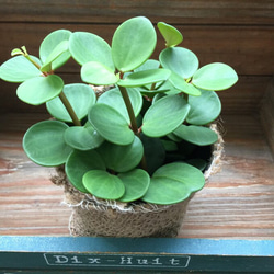 ホープ♡大株♡肉厚な丸い葉っぱ♡ペペロミア♡観葉植物 1枚目の画像