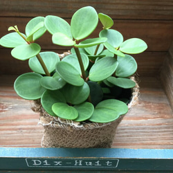 ホープ♡大株♡肉厚な丸い葉っぱ♡ペペロミア♡観葉植物 7枚目の画像