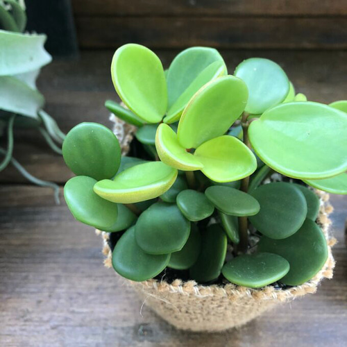 Amazon｜ホープ ペペロミア 立体的な葉っぱ 観葉植物｜観葉植物