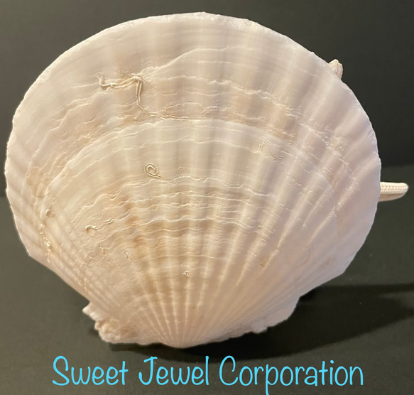 貝殼容器（SweetJewel 原創設計） 第3張的照片