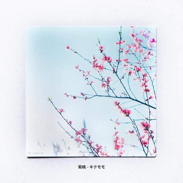野花のしかくいポストカード - 選べる4枚セット（八重桜・サルスベリ・ムクゲ・ユキヤナギ・クマノザクラ）写真・正方形 8枚目の画像