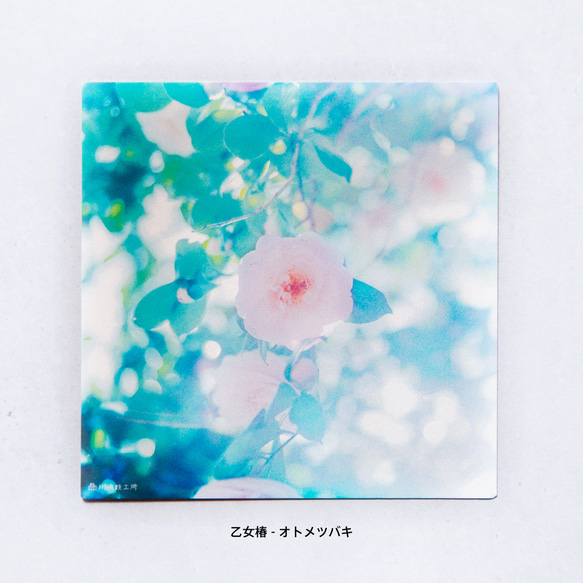 野花のしかくいポストカード - 選べる4枚セット（八重桜・サルスベリ・ムクゲ・ユキヤナギ・クマノザクラ）写真・正方形 10枚目の画像