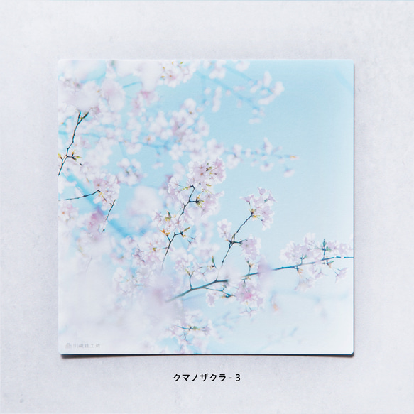 野花のしかくいポストカード - 選べる4枚セット（八重桜・サルスベリ・ムクゲ・ユキヤナギ・クマノザクラ）写真・正方形 14枚目の画像
