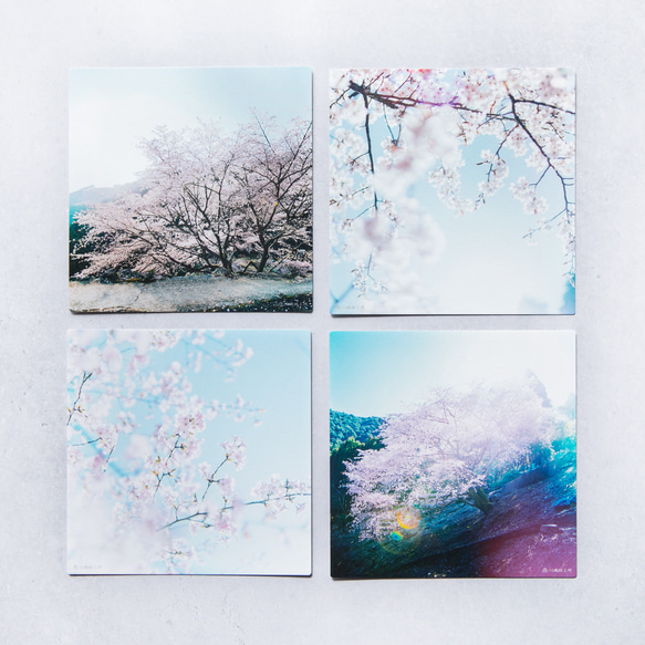 野花のしかくいポストカード - 選べる4枚セット（八重桜・サルスベリ・ムクゲ・ユキヤナギ・クマノザクラ）写真・正方形 18枚目の画像