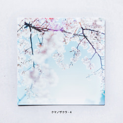 野花のしかくいポストカード - 選べる4枚セット（八重桜・サルスベリ・ムクゲ・ユキヤナギ・クマノザクラ）写真・正方形 15枚目の画像