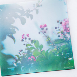 サルスベリ 3枚セット（野花のしかくいポストカード）百日紅・写真・正方形・メッセージカード 2枚目の画像