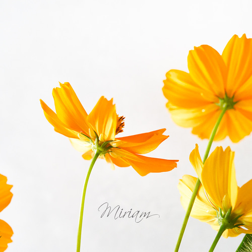 Mサイズ】写真撮影用フォトスタイリングボード ストーンテクスチャー