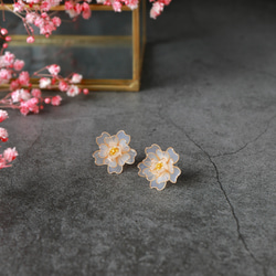 白色的櫻花-日本櫻花- 第3張的照片