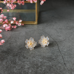 白色的櫻花-日本櫻花- 第4張的照片