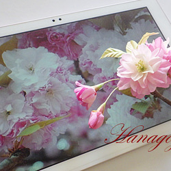 リアル桜！「関山」のコサージュ（八重咲き） 2枚目の画像