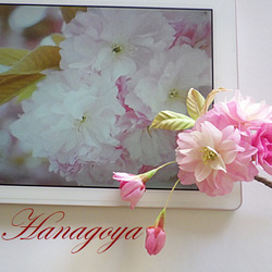 リアル桜！「関山」のコサージュ（八重咲き） 3枚目の画像