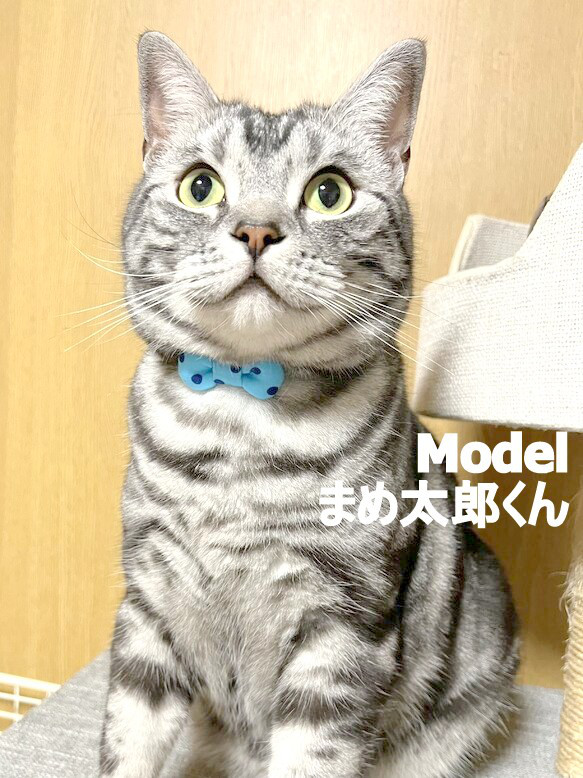 マリンカラーのドットりぼん＊猫ちゃん首輪 9枚目の画像