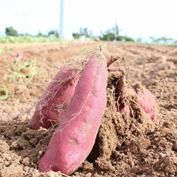 5個入り　福おいものとりこ 5枚目の画像