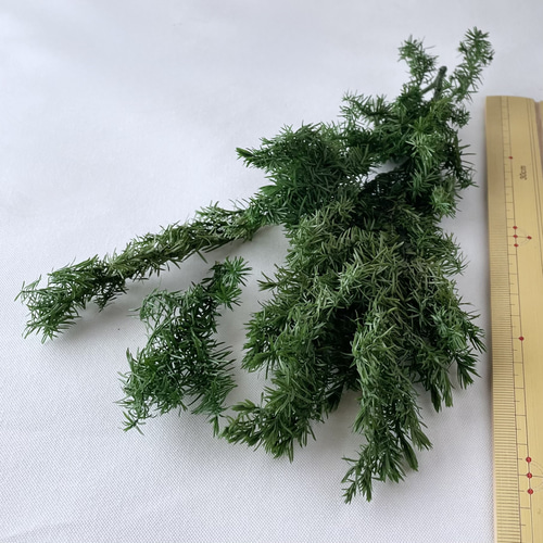 送料無料 ヒムロスギ ＊パウダーグリーン 大地農園 送料無料＆4点毎に1