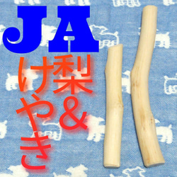 JA.けやき梨の木新品.犬用おもちゃ、超型犬、小型犬向け歯固めかじり木 1枚目の画像