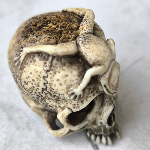 在銘 髑髏作家服部【泡末夢幻】鹿角製 髑髏彫刻 共箱 野晒 髑髏に蛙