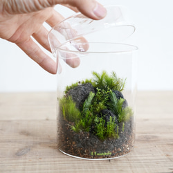 苔テラリウム のおすすめ人気通販 検索結果｜Creema(クリーマ