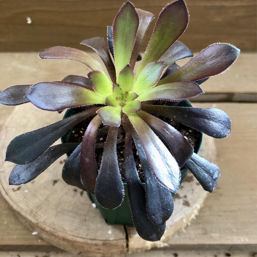多肉植物 アエオニウム 黒法師 2ポットset アートフラワー plant life