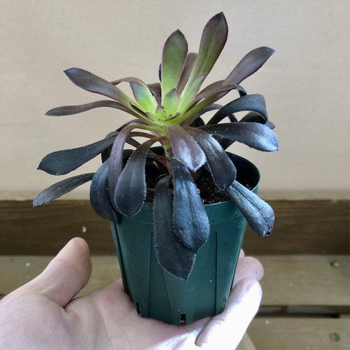 多肉植物 アエオニウム 黒法師 2ポットset アートフラワー plant life