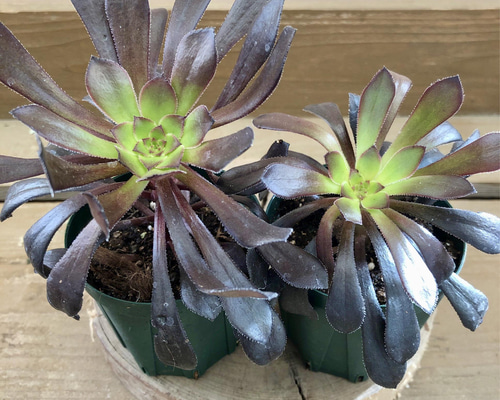 多肉植物 アエオニウム 黒法師 2ポットset アートフラワー plant life