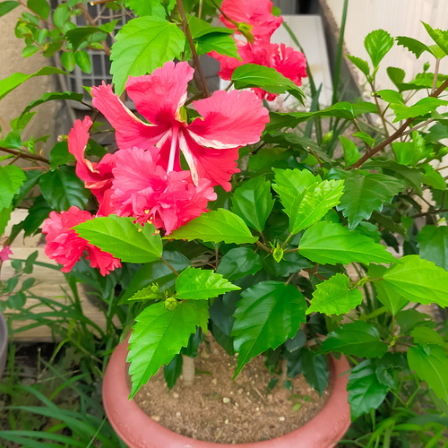 ハイビスカス　苗　大輪　花木　1苗　限定品　観葉植物 ☆送料無料☆大型ハイビスカス苗木陶器鉢植え 一輪挿し・花瓶
